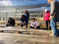 四川食用菌产业大有可为 专业团队技术服务有保障