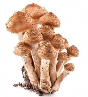 昂贵的野山菌更有营养吗