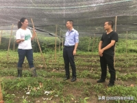 四川食用菌专家赴叙永县开展食用菌栽培技术指导和调研
