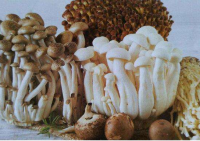 四川省食用菌协会科技专家服务团名单