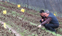 羊肚菌专家，四川绵阳食用菌研究所，朱斗锡教授谈羊肚菌栽培之事