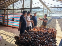 省菌协组织平昌县社区干部考察学习菌菜产业